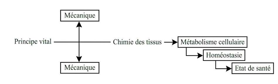 Le schéma stillien