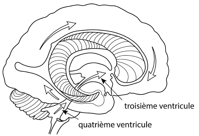 Cerveau gélatineux se déroulant dans le sens des cornes d'Ammon — mouvement respiratoire primaire et puissance inhérente