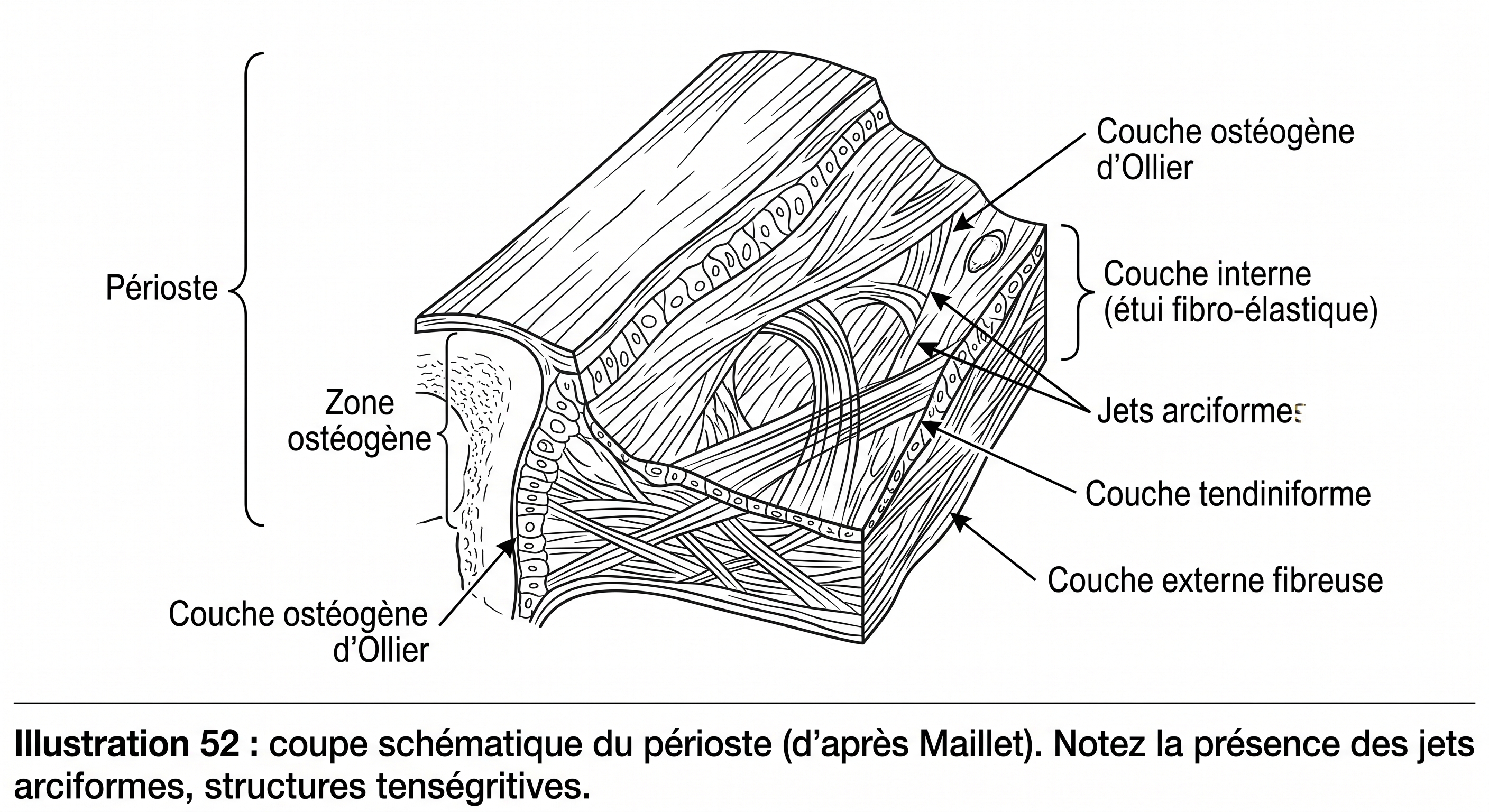 Trabéculations crâniennes — architecture interne du crâne humain en arcs boutants (tensegrité)